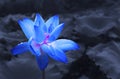 Blue lotus with waterdrop Royalty Free Stock Photo