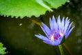 Blue lotus with yellow pollen Royalty Free Stock Photo