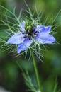 A blue love-in-the-mist flower stands erect amidst its lacy bracts.
