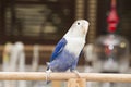 Blue lovebird sitting on the perch