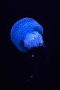 Blue luminescence of jellyfish floating in the dark depths of the sea Royalty Free Stock Photo