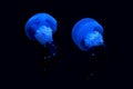 Blue luminescence of jellyfish floating in the dark depths of the sea Royalty Free Stock Photo