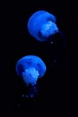 Blue luminescence of jellyfish floating in the dark depths of the sea Royalty Free Stock Photo