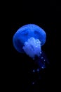 Blue luminescence of jellyfish floating in the dark depths of the sea Royalty Free Stock Photo