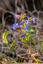 Blue lungwort flowers on a blurred background. Pulmonaria plant close-up. Royalty Free Stock Photo