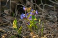 Blue lungwort flowers on a blurred background. Pulmonaria plant. Royalty Free Stock Photo