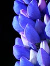 Blue lupin