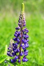 Blue lupin