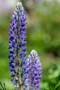 Blue lupin flowers