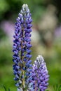 Blue lupin flowers