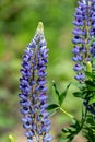 Blue lupin flowers