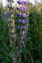 Blue Lupin flowers in the field Royalty Free Stock Photo