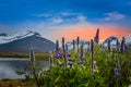 Blue lupin flowers with fjord and sunset mountains in the background, Faskrudsfjordir, Eastern Iceland Royalty Free Stock Photo