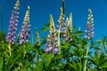 Blue Lupin Flowers in the Meadow Royalty Free Stock Photo