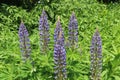 blue lupin flowers Royalty Free Stock Photo