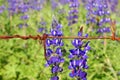 Blue lupin wild flowers blooming behind barbed wire. Barbwire fence with sharp spikes set to make obstruction in nature Royalty Free Stock Photo