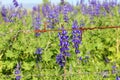 Blue lupin wild flowers blooming behind barbed wire. Barbwire fence with sharp spikes set to make obstruction for plants Royalty Free Stock Photo