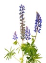 Blue lupine