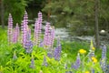 Blue lupine blossom flowers above the river Royalty Free Stock Photo