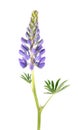 Blue Lupine flower isolated on white Royalty Free Stock Photo