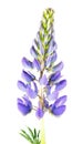 Blue Lupine flower isolated on white Royalty Free Stock Photo