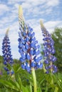 Blue lupine flowers on a summer meadow on a sky background Royalty Free Stock Photo
