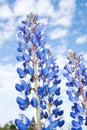 Blue lupine flowers on a summer meadow on a sky background Royalty Free Stock Photo