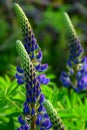 Blue Lupine Flowers in Wild Nature. Stock Image Royalty Free Stock Photo