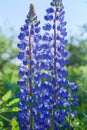 Blue lupine Lupinus, lupin flower Blooming in the meadow. Royalty Free Stock Photo