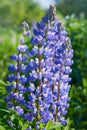 Blue lupine Lupinus, lupin flower Blooming in the meadow. Royalty Free Stock Photo