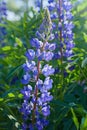 Blue lupine Lupinus, lupin flower Blooming in the meadow. Royalty Free Stock Photo