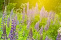 Blue lupine Lupinus, lupin plant purple flowers blooming in the meadow on a green grass background. Royalty Free Stock Photo