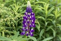 Blue lupine lupinus, lupin. Single purple flower blooming in the meadow