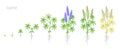 Blue lupine plant growth stages development. Narrow-leaved lupin. Lupinus albus flowering plants in the legume family