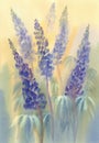 Blue lupine watercolor