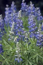 Blue lupine wild flowers blooming in Colorado meadow of the Rocky Mountains