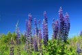 Blue lupines