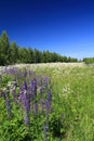 Blue lupines