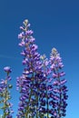 Blue lupines