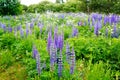 Blue lupines field (Lupinus polyphyllus)