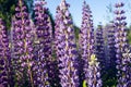 Blue lupines in a field on a sunny summer evening. Royalty Free Stock Photo