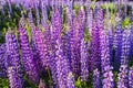 Blue lupines in a field on a sunny summer evening. Royalty Free Stock Photo