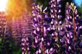 Blue lupines in a field on a sunny summer evening. Royalty Free Stock Photo