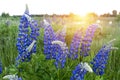 Blue lupines in a field on a sunny summer evening. Royalty Free Stock Photo