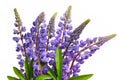 Blue lupines