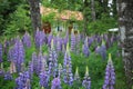 Blue lupins and a red house