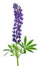 Blue lupinus flower Royalty Free Stock Photo