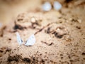 Blue Lycaenidae butterflies