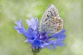blue lycaenidae butterfly sitting on cornflower