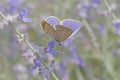 Blue lycaenidae butterfly sitting on violet flowering plant in garden